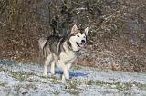 ALASKAN MALAMUTE 078